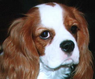 �������[�A�����邢�ߌ�̂����̐ȁB