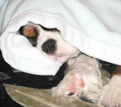 �؋��ʐ^���R