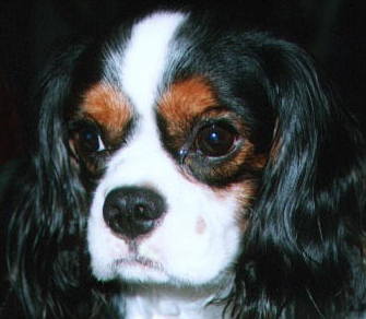 ������[�A��肵���ߌ�̂����̐ȁB�B